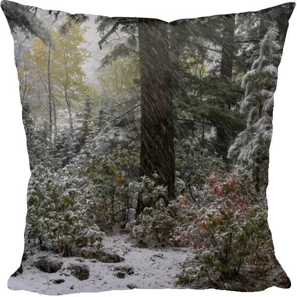USA, Colorado. Late autumn snowfall, Gunnison National Forest