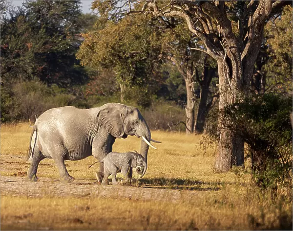 Elephant mom and calf. Camelthorn Lodge. Hwange National Park. Zimbabwe