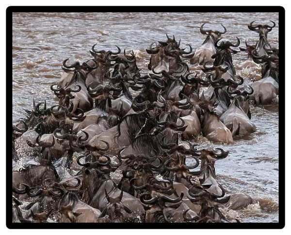 A herd of migrating wildebeests, Connochaetes taurinus, crossing the Mara River. Masai Mara National Reserve, Kenya
