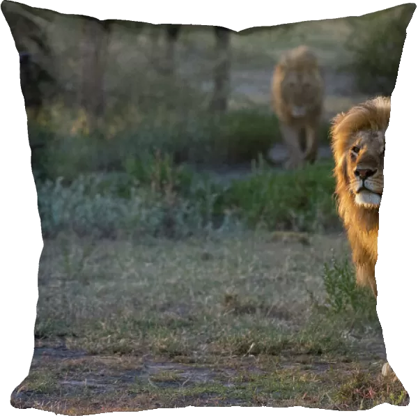 Two male lions, Panthera leo, patrolling the territory at sunrise. Ndutu, Ngorongoro Conservation Area, Tanzania