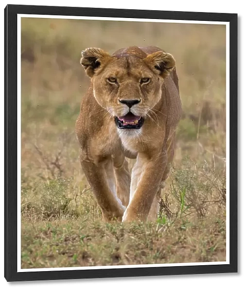 A lioness, Panthera leo, walking and looking at the camera. Seronera, Serengeti National Park, Tanzania