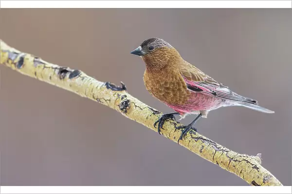 USA, Colorado, brown-capped rosy finch perching on winter aspen branch