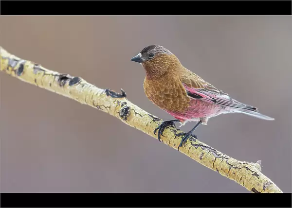 USA, Colorado, brown-capped rosy finch perching on winter aspen branch