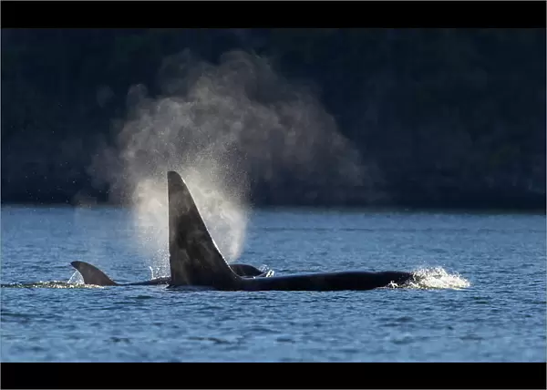 Orcas surfacing