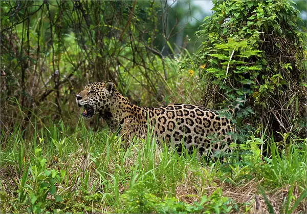 A Jaguar, Panthera onca, looking for prey near the Cuiaba River in Brazil. Mato Grosso Do Sul State, Brazil