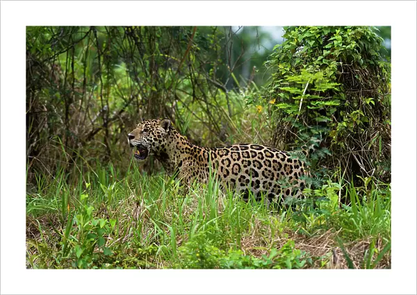 A Jaguar, Panthera onca, looking for prey near the Cuiaba River in Brazil. Mato Grosso Do Sul State, Brazil