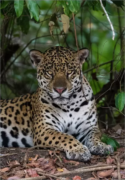 A jaguar, Panthera onca, resting in the shade and looking at the camera. Pantanal, Mato Grosso, Brazil