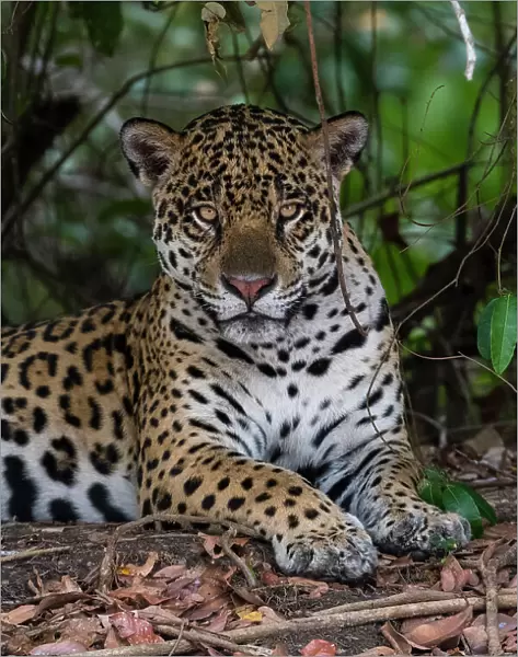 A jaguar, Panthera onca, resting in the shade and looking at the camera. Pantanal, Mato Grosso, Brazil