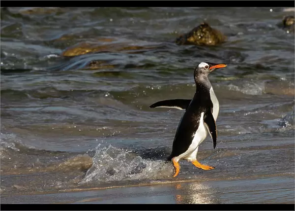 Gentoo penguin, Pygoscelis Papua, coming ashore. Pebble Island, Falkland Islands