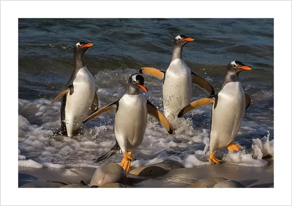 Gentoo penguins, Pygoscelis Papua, coming ashore. Pebble Island, Falkland Islands