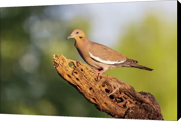 White-winged Dove, Pima County, Arizona