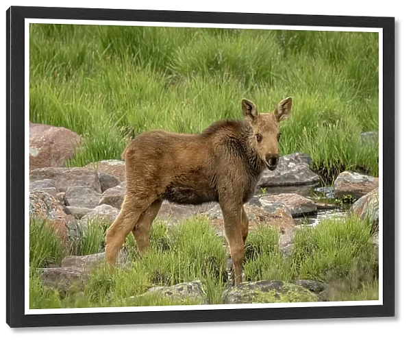 USA, Colorado, Cameron Pass. Moose calf close-up