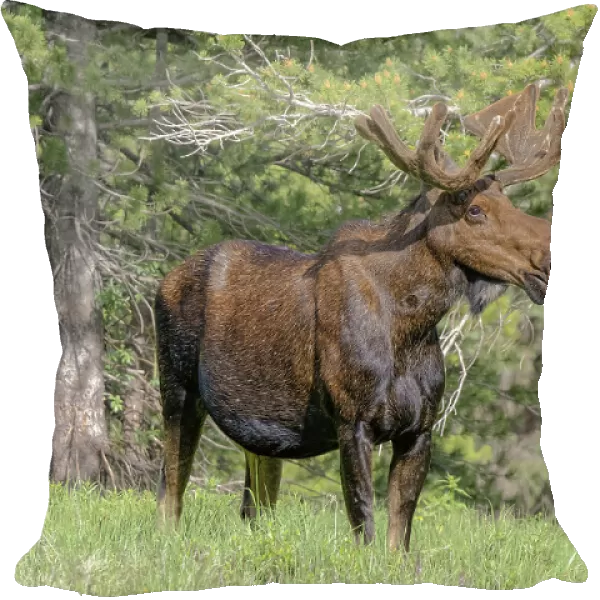 Bull moose USA, Colorado, Cameron Pass