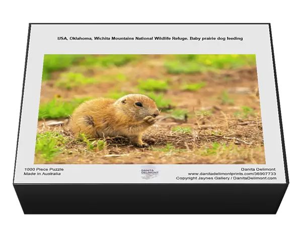 USA, Oklahoma, Wichita Mountains National Wildlife Refuge. Baby prairie dog feeding