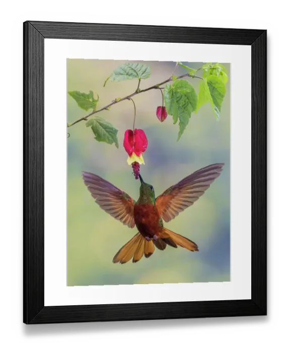 Framed Print : Chestnut-breasted coronet hummingbird foraging print Framed Print : Chestnut-breasted coronet hummingbird foraging print