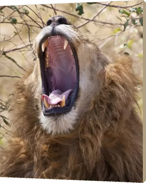 Male Lion (Panthera