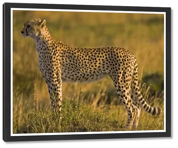Cheetah (Acinonyx jubatus) on plain, Masai Mara National Reserve, Kenya