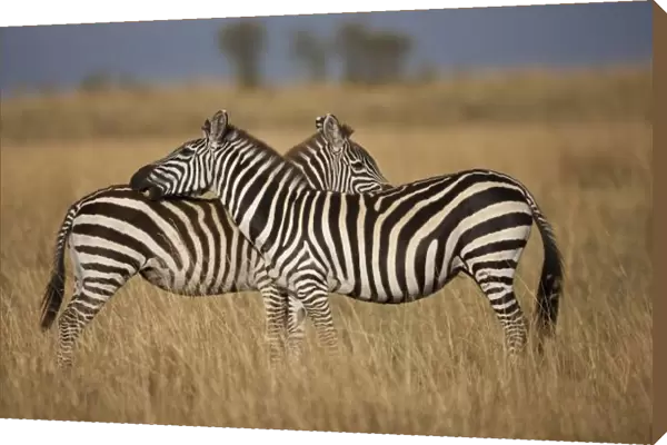 Plains Zebra (Equus quagga) pair grooming, Masai Mara National Reserve, Kenya