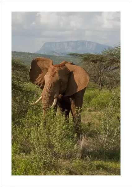 African Elephant, Loxodonta africana, in Samburu GR, Kenya