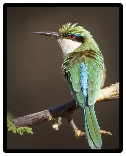Kenya. Somali bee-eater bird on limb. Credit as: Joanne Williams  /  Jaynes Gallery