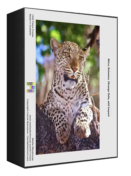 Africa, Botswana, Okvango Delta, wild leopard