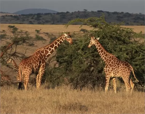 Africa, Kenya, Lewa Downs, Two reticulated giraffes (Giraffa camelopardalis)