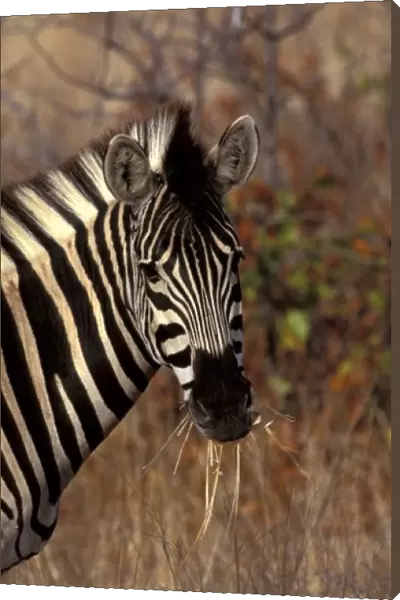 Africa, South Africa, Kruger NP Zebra portrait