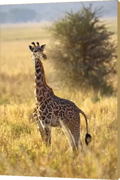 Juvenile Giraffe
