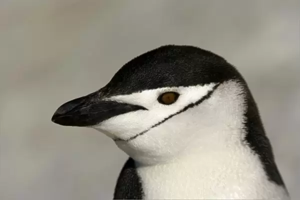 Antarctica, Half Moon Island. Close-up of adult chinstrap penguins head
