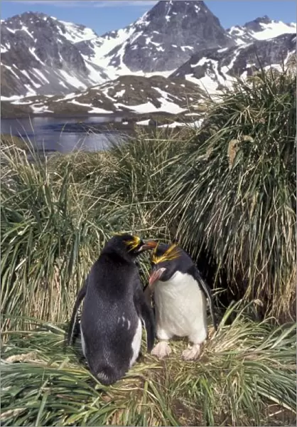 Antactic, South Georgia Island, Cooper Bay, Macaroni penguin couple on tussock grass
