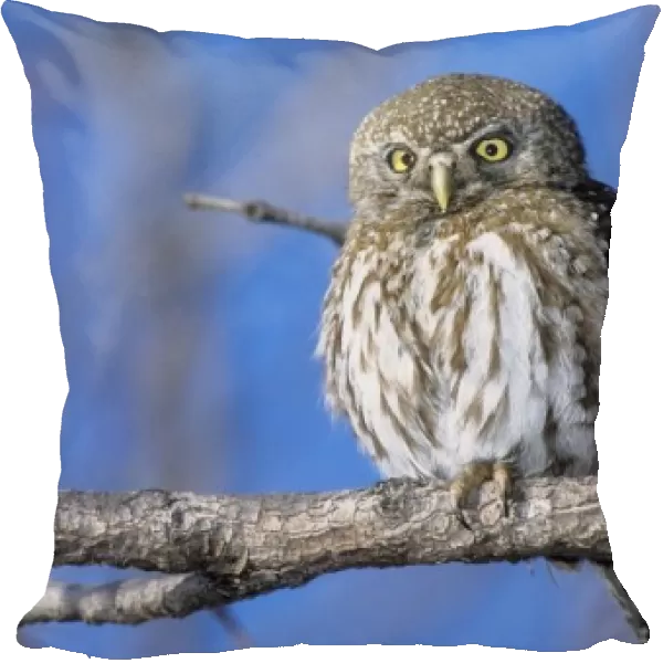 Zimbabwe. Close-up of pearl spotted owl on branch