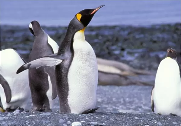 Australia, Macquarie Island, Buckles Bay. King Penguins (Aptenodytes patagonicus)