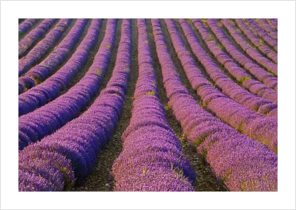 France, Provence Region. Orderly rows of lavender. Credit as: Jim Zuckerman  /  Jaynes