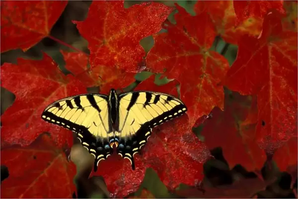 Michigan, Wetmore. Tiger Swallowtail on maple leaves (pterourus glaucus)