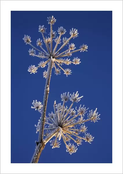 Skyward view of Cow Parsnip in winter covered in morning frost, Homer, Alaska