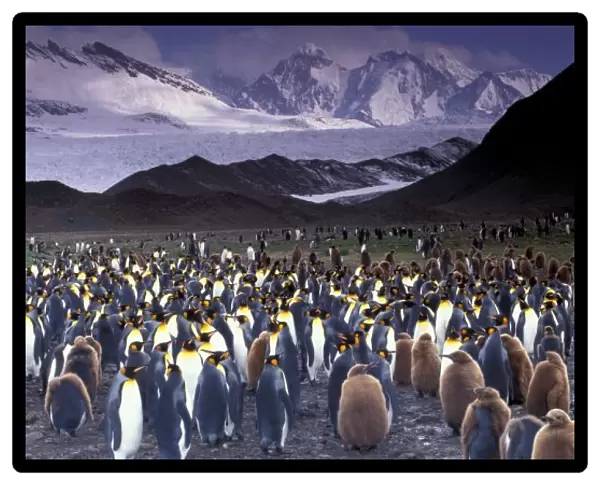 South America, South Georgia Island, King Penguins (Aptenodytes patagonicus)