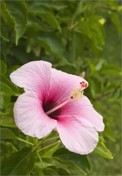 Cook Islands, Atiu. Hibiscus flower