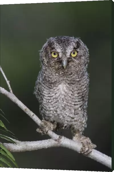 Eastern Screech-Owl, Megascops asio, Otus asio, young fledgling, Willacy County, Rio Grande Valley
