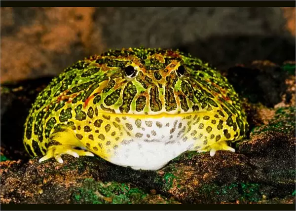 Ornate Horn Frog