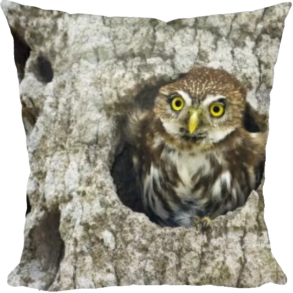 Mexico, Tamaulipas State. Ferruginous pygmy owl in cavity nest