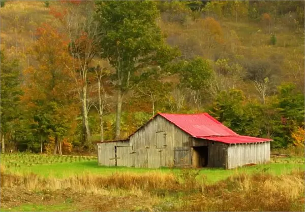 North America, USA, North Carolina, rural weathered old barn with a red roof surrounded