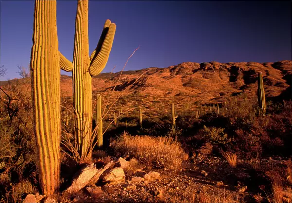 NA, USA, Arizona, Saguaro National Monument, Landscape