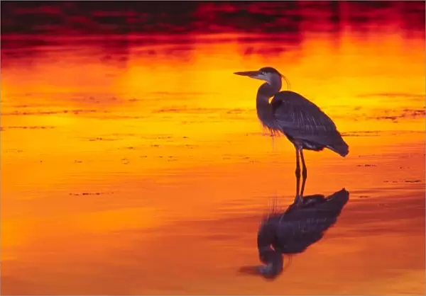 Great Blue Heron (Ardea herodias) fishing at Sunset. USA. Florida, Sanibel Island