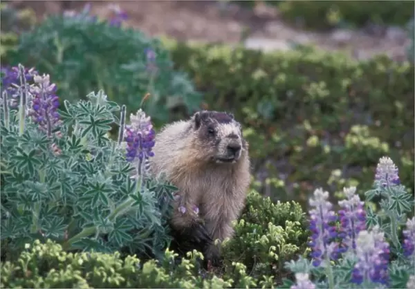 hoary marmot, Marmota