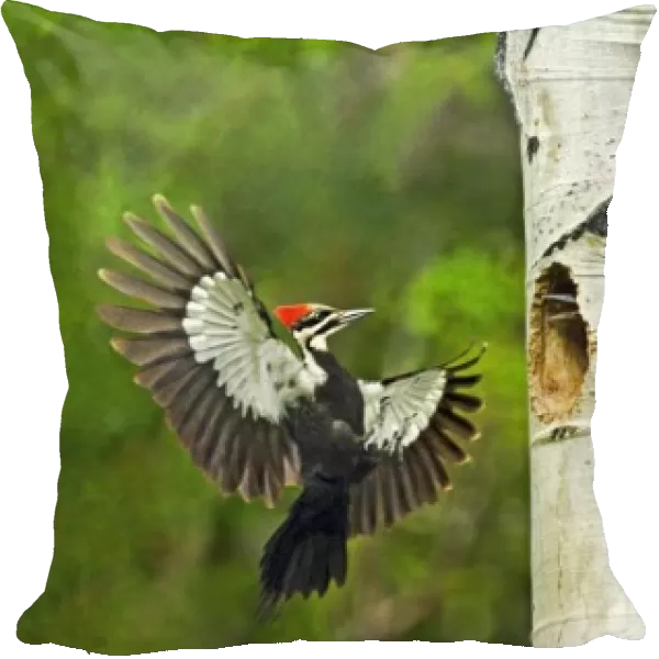 USA, Washington, Yakima. Male pleated woodpecker landing at cavity nest with chicks in nest