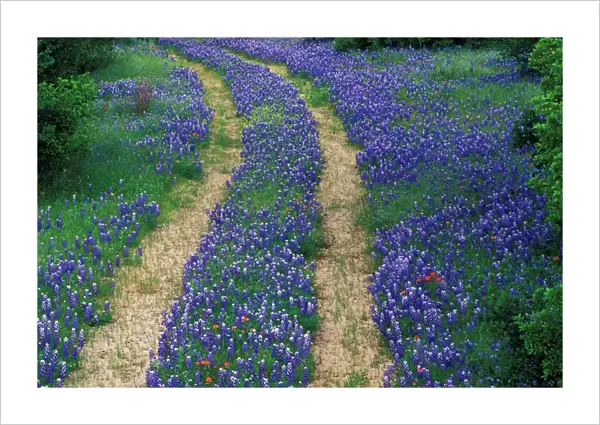 USA, Texas, near Marble Falls, Tracks in blue bonnets