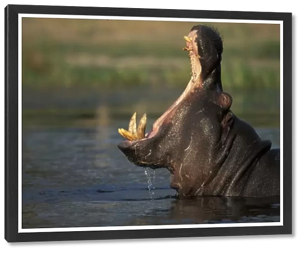 Botswana, Moremi Game Reserve, Hippopotamus (Hippopotamus amphibius) yawning threat