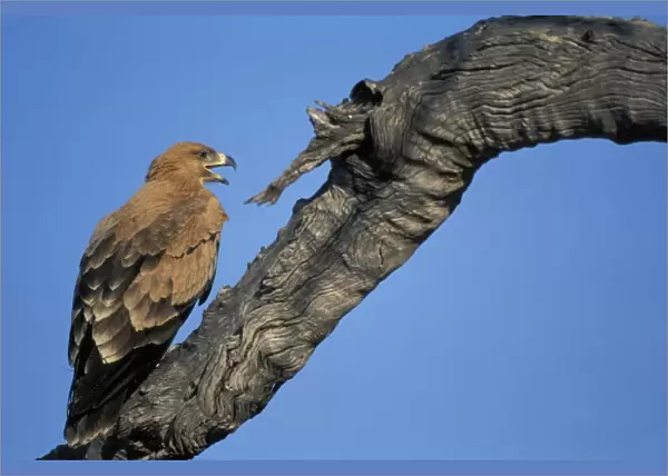 Botswana, Chobe National Park, Tawny Eagle (Aquila rapax) lands in tree branch above