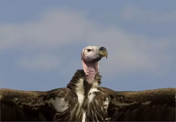 Kenya. Close-up of lappet-faced vulture head and outstretched wings