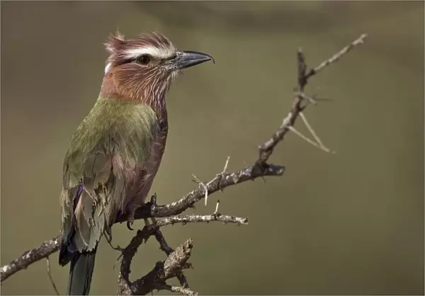 Kenya. Profile of rufous-crowned roller bird on limb